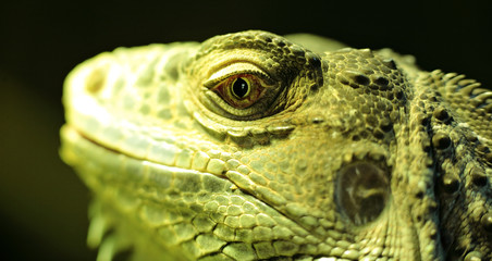 bearded dragon head