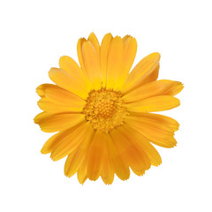 Obraz premium marigold