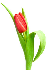 red tulip