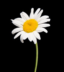 ox-eye daisy