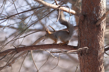 Brown squirrel runs down on pine branch in winter forest