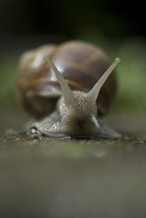 Escargot