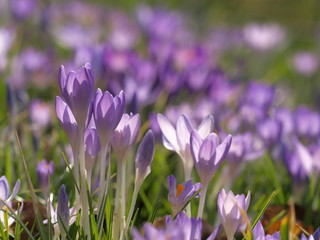 Krokusbl&uuml;ten