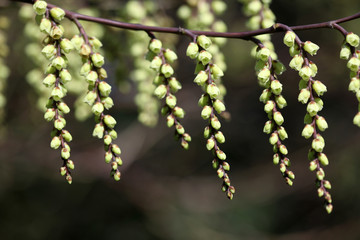 Stachyrus