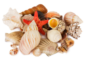 Seashells