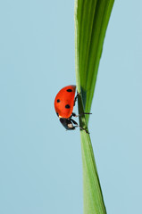 Coccinella rossa nel mezzo del filo d'erba