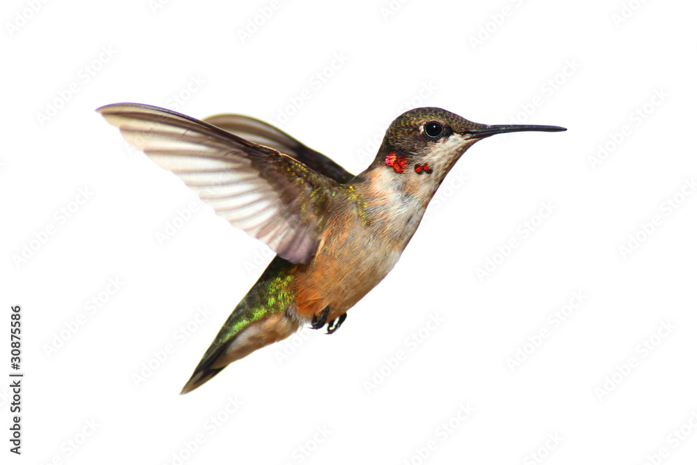 Aufkleber isolated ruby-throated hummingbird