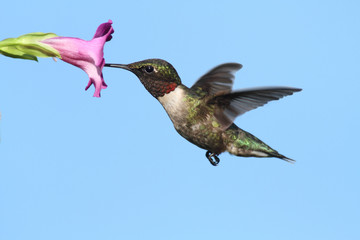 Male Ruby-throated Hummingbird (archilochus colubris)