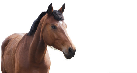 horse