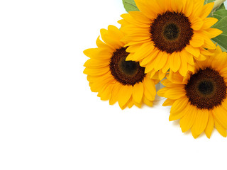 Obraz premium Sunflowers on the white background