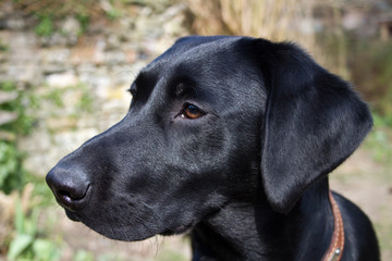 Young Labrador