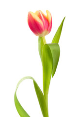 Pink tulip in water drops