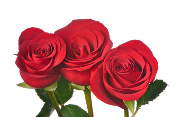 Three roses on a white background