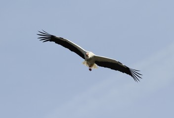 cigogne en vol