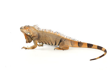 Iguana isolated on white background