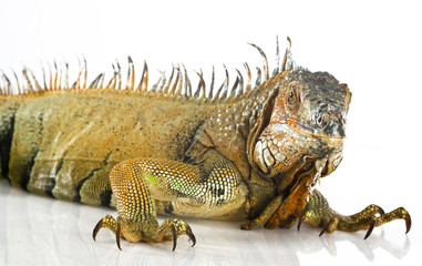 Iguana isolated on white background