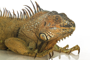 Iguana isolated on white background