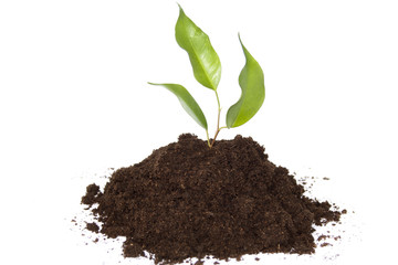 Plant