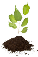 Plant