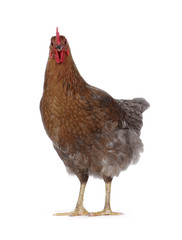 hen
