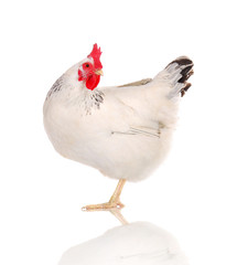 white hen