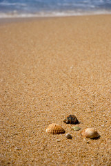 Muscheln