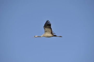 Common Crane in flight