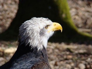 Weißkopfseeadler