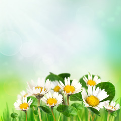 Fototapeta na wymiar Spring daisies background