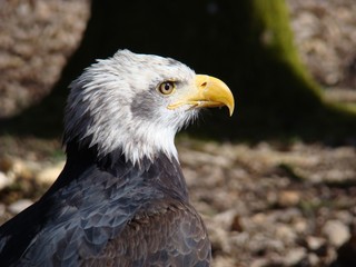 Weißkopfseeadler