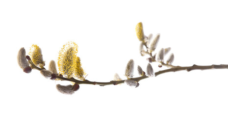 catkins