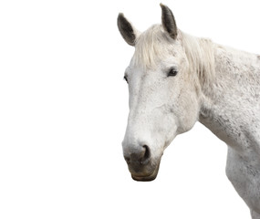 Obraz na płótnie Canvas Piękny biały koń na białym tle
