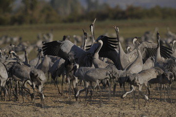 Common Crane (Grus grus), Ahula, Israel