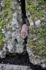 Maus kommt aus ihrem Versteck