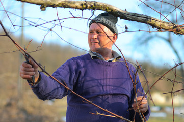 Winegrower