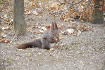 Eichhörnchen