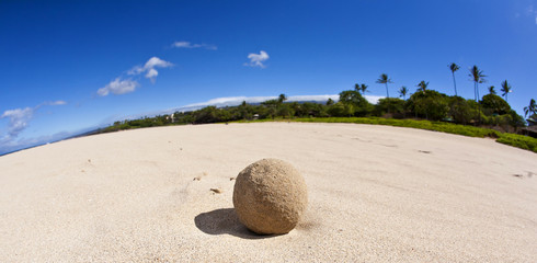 Fototapeta na wymiar Hawaiian Snowball