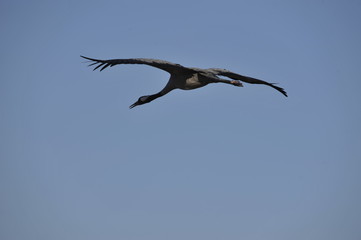 Common Crane (Grus grus), Ahula, Israel