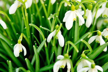 Snowdrop