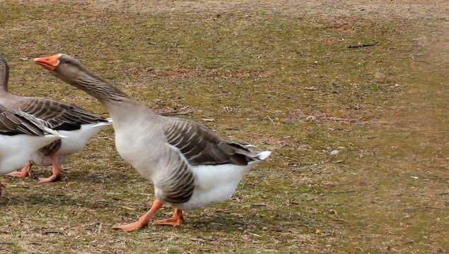 grey geese walking right to left