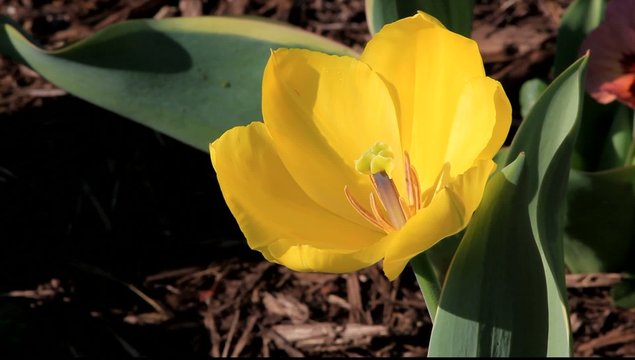 open yellow tulip closeup