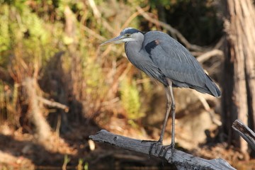 Great Blue Heron (Ardea herodias) - Okefenokee Swamp, Georgia