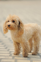 Toy poodle dog standing