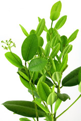 ravensare, ravensara, ravensare aromatique