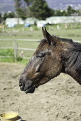Fototapeta premium Głowa konia