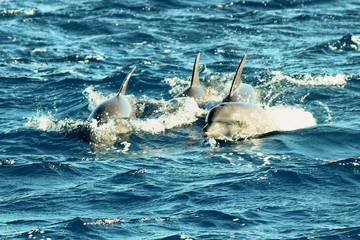 Dolphins