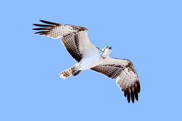 Eagle in flight