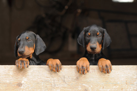 DOBERMANN