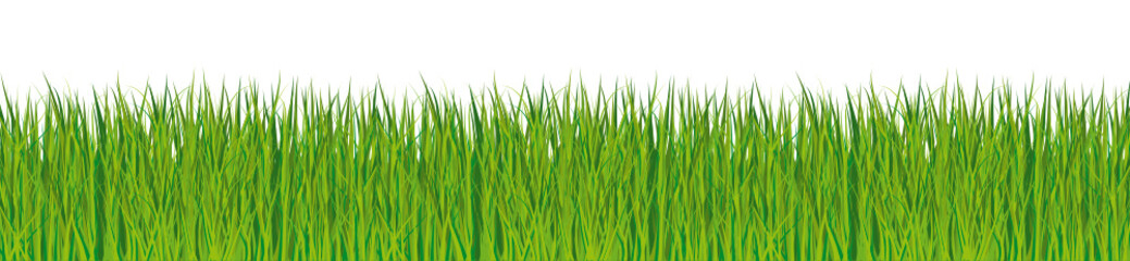 Fototapeta na wymiar Świeże zielona trawa strip