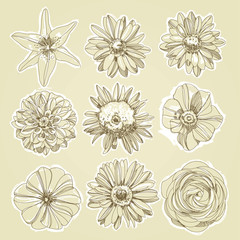 Flower Illustration - 30887189